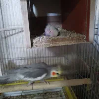 سه جفت عروس|پرنده|کاشان, باغ ماجد|دیوار