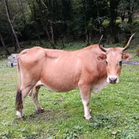 دو راس گاو چالوسی