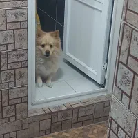 واگذاری سگ پامر