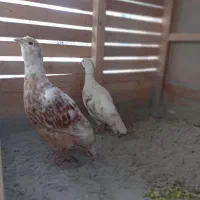 بلدرچین سفید