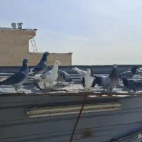 سبز سرور پلاکی