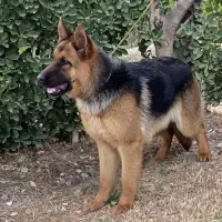 سگ ژرمن۳ساله جفت نخورده