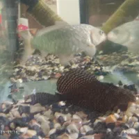 اکواریوم با ماهی 5سالع|ماهی|کرمان, |دیوار