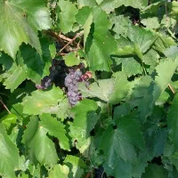 فروش باغ انگور ۱۳۰۰ متر|فروش زمین و ملک کلنگی|خنداب, |دیوار