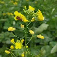 زنبور۱۰قاب