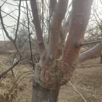 پیوند سیب و گردو