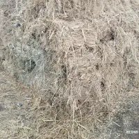 فروش علف|لوازم جانبی حیوانات|شوط, |دیوار