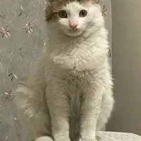 واگذاری گربه