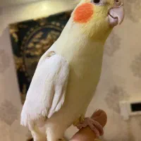 عروس هلندی مولد و بالغ و جوجه(گیرینچیک-ملنگو-راهب)