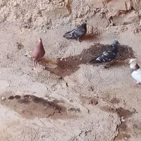 کبوتر‌گرفتنی