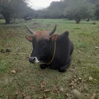 ورزا چالوسی