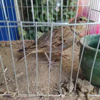 سهره خاکی عتیقه درجه1
