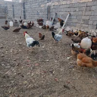 مرغ و خروس|حیوانات مزرعه|فیرورق, |دیوار