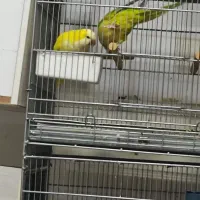 یک جفت راهب نرماده کار داده نرش زرد ماده پسته ای