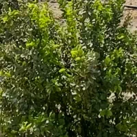 نیازمند باغبون با خانواده