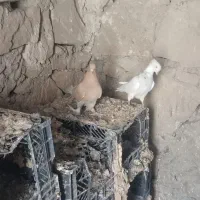 طوق الماسی با زرد کاکلی پاپر هر دو ماده