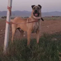 واگذاری سرابی اصیل|سگ|تهران, استاد معین|دیوار