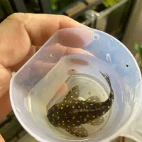 پلکو کمیاب L201 جفت مولد