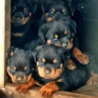 روت وایلر روتفایلر