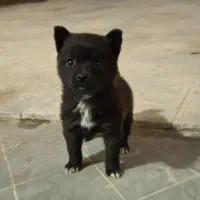 فیندو سرابی