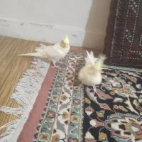 عروس هلندی|پرنده|کرج, حسن آباد|دیوار