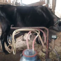 گاو جرسی جوان شیری ۲۰ کیلو شیر بدون گوساله|حیوانات مزرعه|صومعه‌سرا, |دیوار
