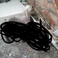 بره نر پرواری