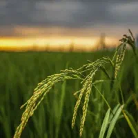 اجاره زمین کشاورزی