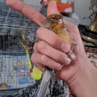 قناری جفت کرست|پرنده|اصفهان, نقش جهان|دیوار