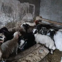 بره ماده سبک