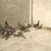 بوقلمو ب فروش میرسد|حیوانات مزرعه|تربت جام, جامی|دیوار