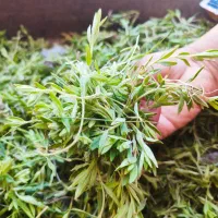 آرزبه تازه مال امروز صبحه وگل کفته بسته 200
