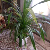 گل پاندانوس