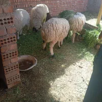 بره نر