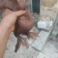 1 جفت کفتر راعبی یا رواعب و یکی تکی|پرنده|قم, قم نو|دیوار