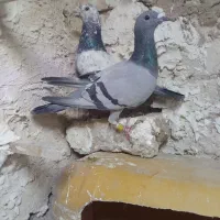 نر و ماده آلمانی|پرنده|تربتحیدریه, بالا ولایت|دیوار