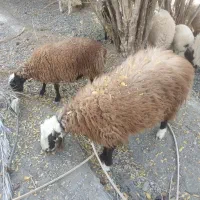 فروش بره قوچ افشاری  تخمی