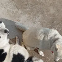 سگ پاکوتاه|سگ|بستان آباد, |دیوار