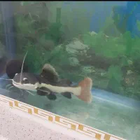 ماهی ردتیل|ماهی|اردبیل, |دیوار