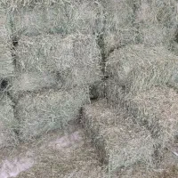 فروش انواع یونجه