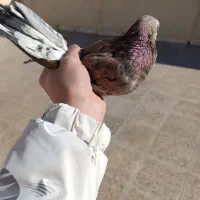 سرور قرمزی|حیوانات|نسیم‌شهر, |دیوار