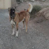 واگذاری سگ دهن پاک|سگ|سبزوار, پاسداران|دیوار