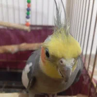 عروس هلندی سخنگو و مرغ عشق