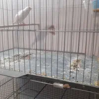 قناری وسره خاکی دونسته|پرنده|نجفآباد, صالح آباد|دیوار