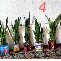 گل سانسوریا زیبا و قشنگ|گل و گیاه طبیعی|زابل, |دیوار