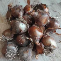 پیاز گل نرگس