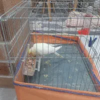 عروس هلندی|پرنده|دزفول, |دیوار