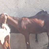 ۵ راس بز افغانی ۴ ماده ابستن ویک نر در سربندر|حیوانات مزرعه|بندر ماهشهر, |دیوار