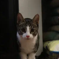 گربه DSH گمشده