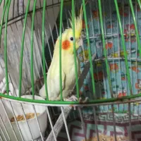 عروس هلندی نر|پرنده|تولم شهر, |دیوار